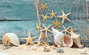 seashells-starfish-sand-holidays-summer-net